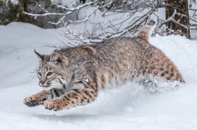 Bobcat in Snow-copyright Teresa/Fotolia.com